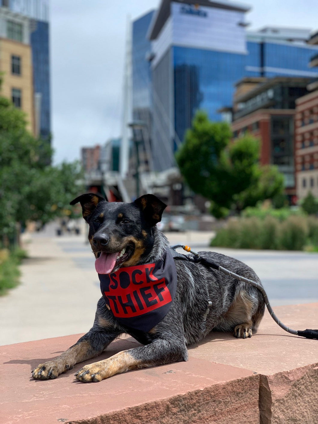 Sock Thief Bandana